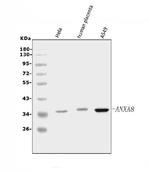 Annexin A8 Antibody in Western Blot (WB)