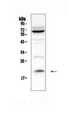 IL-13 Antibody in Western Blot (WB)