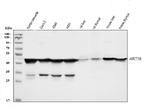 Cytokeratin 18 Antibody in Western Blot (WB)