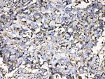 beta-2 Microglobulin Antibody in Immunohistochemistry (Paraffin) (IHC (P))