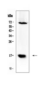 Survivin Antibody in Western Blot (WB)