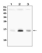 Survivin Antibody in Western Blot (WB)