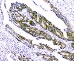 Survivin Antibody in Immunohistochemistry (Paraffin) (IHC (P))