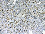 Cytokeratin 8 Antibody in Immunohistochemistry (Paraffin) (IHC (P))