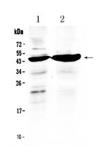 TFPI Antibody in Western Blot (WB)