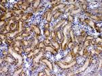 TIMP4 Antibody in Immunohistochemistry (Paraffin) (IHC (P))