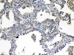 TIMP4 Antibody in Immunohistochemistry (Paraffin) (IHC (P))