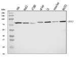 DDX3 Antibody in Western Blot (WB)