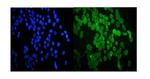 HSP20 Antibody in Immunocytochemistry (ICC/IF)