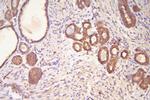 HSP20 Antibody in Immunohistochemistry (Paraffin) (IHC (P))