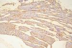 HSP20 Antibody in Immunohistochemistry (Paraffin) (IHC (P))