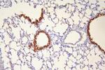 HSP20 Antibody in Immunohistochemistry (Paraffin) (IHC (P))