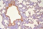 HSP20 Antibody in Immunohistochemistry (Paraffin) (IHC (P))