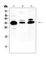 IL-1 beta Antibody in Western Blot (WB)