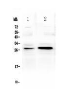 GITR (TNFRSF18) Antibody in Western Blot (WB)