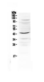 IL-12 p40 Antibody in Western Blot (WB)