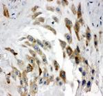 Noggin Antibody in Immunohistochemistry (Paraffin) (IHC (P))