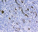 14-3-3 sigma Antibody in Immunohistochemistry (Paraffin) (IHC (P))