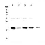 Galanin Antibody in Western Blot (WB)