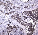 MRE11 Antibody in Immunohistochemistry (Paraffin) (IHC (P))