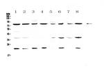 MRE11 Antibody in Western Blot (WB)