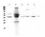 p47phox Antibody in Western Blot (WB)