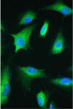 ESRRG Antibody in Immunocytochemistry (ICC/IF)