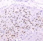 ESRRG Antibody in Immunohistochemistry (Paraffin) (IHC (P))