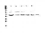 ESRRG Antibody in Western Blot (WB)