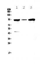 GNS Antibody in Western Blot (WB)