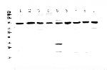 GNS Antibody in Western Blot (WB)