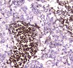 Lactoferrin Antibody in Immunohistochemistry (Paraffin) (IHC (P))