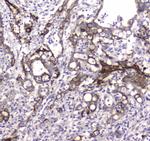 LC3A Antibody in Immunohistochemistry (Paraffin) (IHC (P))