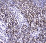 COX4 Antibody in Immunohistochemistry (Paraffin) (IHC (P))