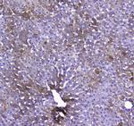 COX4 Antibody in Immunohistochemistry (Paraffin) (IHC (P))