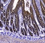 COX4 Antibody in Immunohistochemistry (Paraffin) (IHC (P))