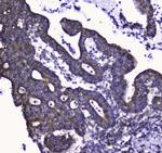 COX4 Antibody in Immunohistochemistry (Paraffin) (IHC (P))