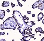 COX4 Antibody in Immunohistochemistry (Paraffin) (IHC (P))