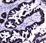 COX4 Antibody in Immunohistochemistry (Paraffin) (IHC (P))