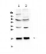 COX4 Antibody in Western Blot (WB)