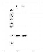 COX4 Antibody in Western Blot (WB)