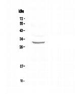 Fra1 Antibody in Western Blot (WB)