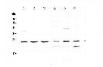 RAB6A Antibody in Western Blot (WB)