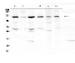 PDGFRB Antibody in Western Blot (WB)