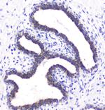 betacellulin Antibody in Immunohistochemistry (Paraffin) (IHC (P))