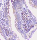 Properdin Antibody in Immunohistochemistry (Paraffin) (IHC (P))