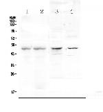 Properdin Antibody in Western Blot (WB)