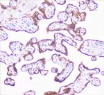 COMP Antibody in Immunohistochemistry (Paraffin) (IHC (P))