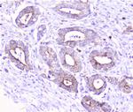 COMP Antibody in Immunohistochemistry (Paraffin) (IHC (P))