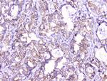 COMP Antibody in Immunohistochemistry (Paraffin) (IHC (P))